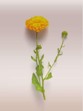 Calendula close-up on a beige background . Minimal flower card. interior posterの写真素材