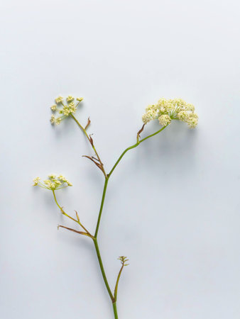 Field flower close-up on a beige background . Minimal flower card. interior poster