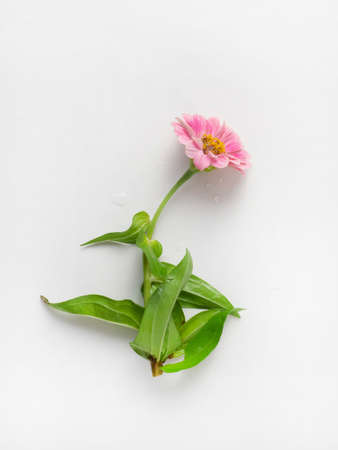 Zinnia flower close-up on a white background. Minimal flower card. interior posterの写真素材