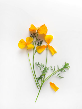 Eschscholtsia flower close-up on a white background. Minimal flower card. interior posterの写真素材