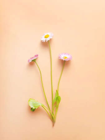 Flower close-up on a white background. Minimal flower card. interior posterの写真素材