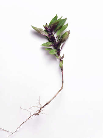 Basil with a root on a white backgroundの写真素材