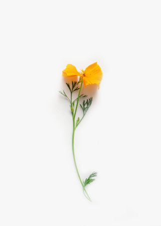 Eschscholtsia flower close-up on a white background. Minimal flower card. interior posterの写真素材