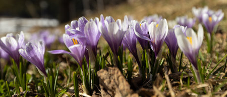 wild crocuses bloom in the highlands in April. high quality photoの写真素材