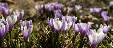 delicate lilac crocuses in a clearing backlit banner. high quality photoの写真素材