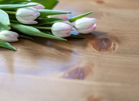 tender tulips lie on a beautiful wooden table with space for textの写真素材
