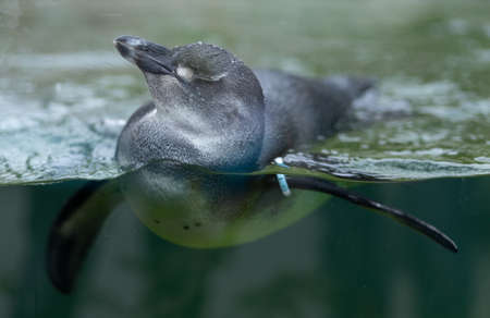a young penguin bathes in an aquariumの写真素材