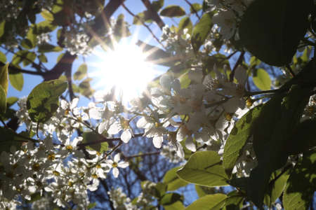 cherry blossoms on a sunny spring dayの写真素材
