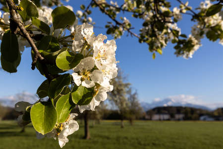 branches of a blossoming apple tree against the backdrop of mountainsの写真素材