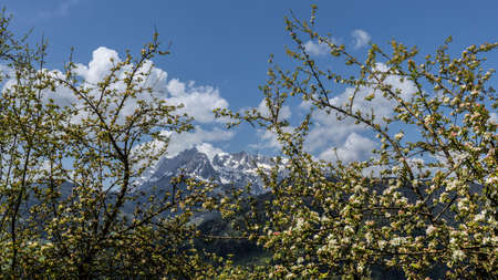 fruit tree blooms against the backdrop of the mountainsの写真素材