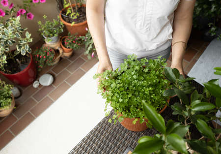 Growing plants on the balcony.の写真素材