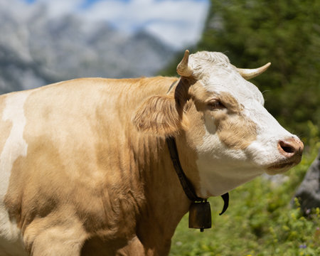 a motley cow grazes on a high mountain pastureの写真素材