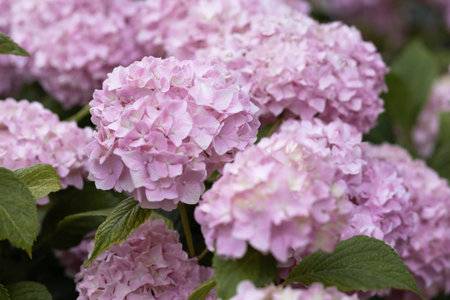 Inflorescences of pink varietal large-leaved hydrangea