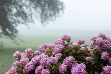 Inflorescences of pink varietal large-leaved hydrangea against the background of morning mistの写真素材