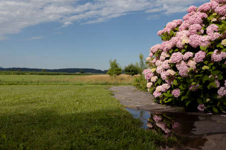 A bush of a pink varietal large-leaved hydrangea with a clear reflection in a puddleの写真素材