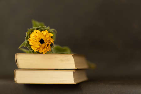 unopened sunflower lies on a stack of booksの写真素材