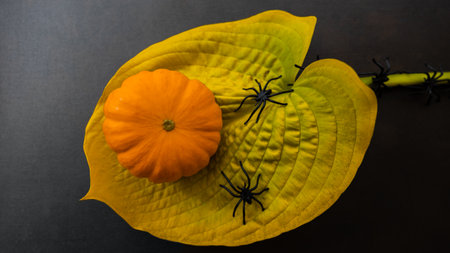 Large black spiders crawl up to a pumpkin along a large patterned yellow leaf.の写真素材