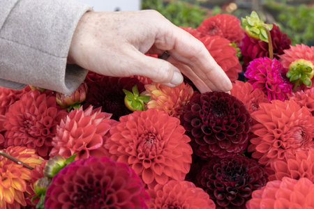 Womans hand strokes a flower bouquet of dahliasの写真素材