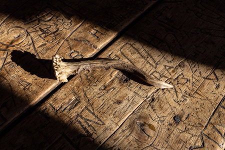 The horns of the animal, illuminated by a bright ray of sunshine, lie on a textured old wooden table.の写真素材