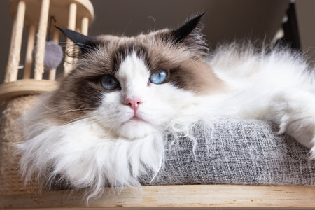 Ragdoll cat lies in the cats place and looks at the cameraの写真素材