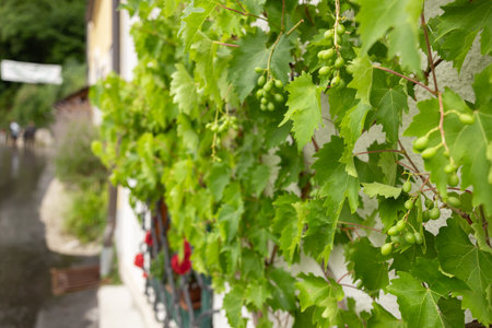 Young grape clusters hanging on the vine on the wall of the house, the concept of vertical gardeningの写真素材