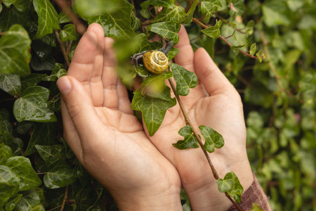 An ordinary snail with a shell sits on womans arm against the background of wall decorative ivy, the concept of natureの写真素材