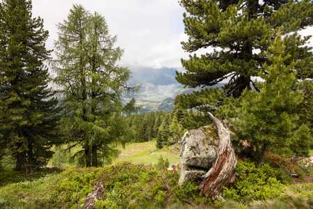 Perennial cedar forest and flowering rhododendrons on Mount Graukogel, Austrian Alps in the summer monthsの写真素材