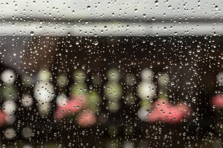Drops on balcony door after autumn rain on the background of flowers in flowerpotsの写真素材