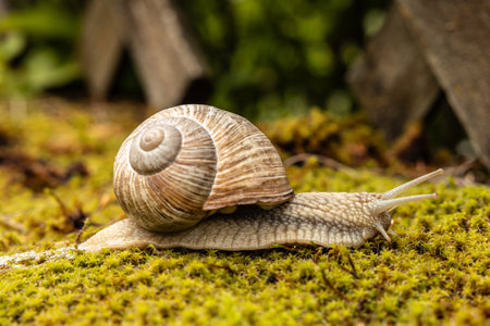 Close-up of a common snail crawling along a fence on bright mossの写真素材