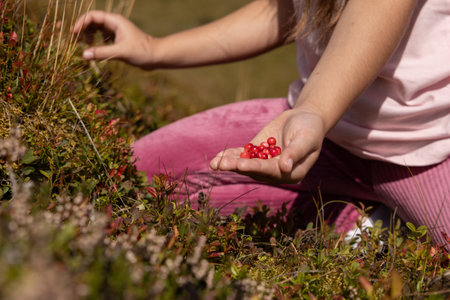 A girl in pink holds in her palm a bright red lingonberry collected on the slopeの写真素材