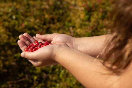 A girl holds a handful of wild red berries in her outstretched handsの写真素材