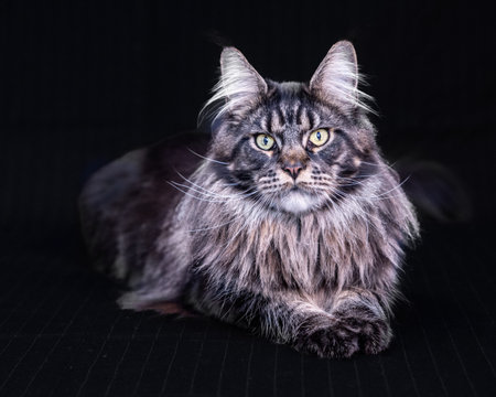 Close-up portrait of Maine Coon cat on a dark backgroundの写真素材