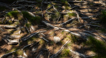 The play of shadows and light on the surface of the earth with powerful tree rootsの写真素材