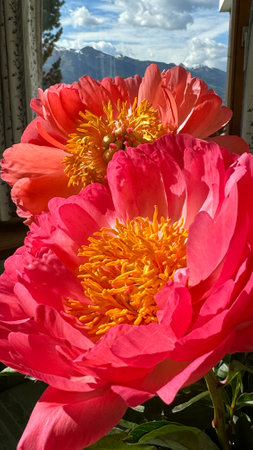 Closeup of Pink Peonies Blooming With Mountain View in the Background on a Sunny Dayの写真素材