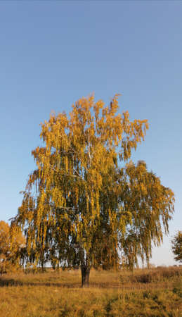 Birch in autumn under the blue skyの写真素材