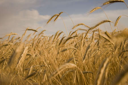 Cereal Plantの写真素材