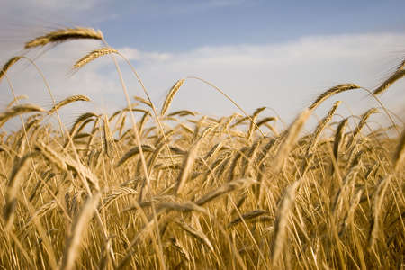 Cereal Plantの写真素材