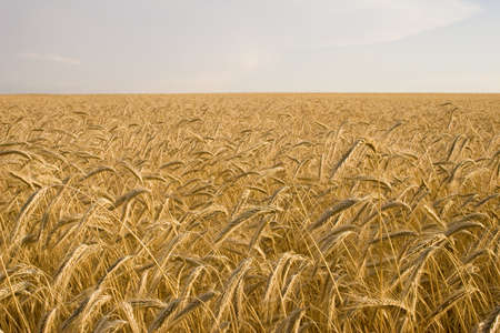 Cereal Plantの写真素材