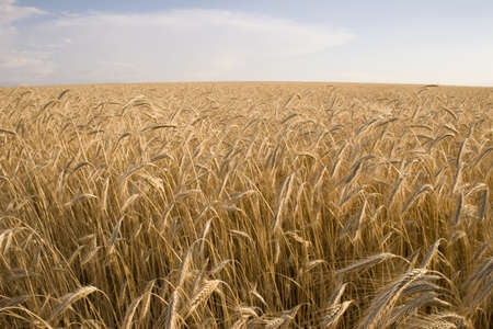 Cereal Plantの写真素材