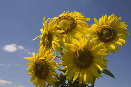 Sunflowerの写真素材