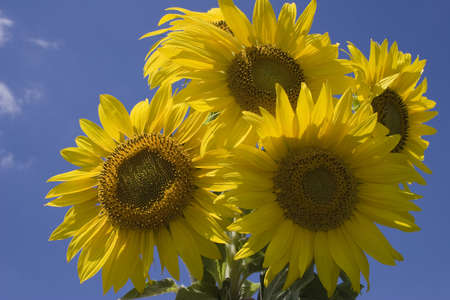 Sunflowerの写真素材