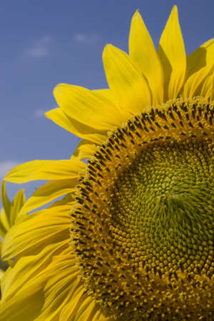 Sunflowerの写真素材
