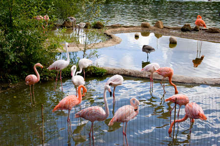 Flamingoの写真素材