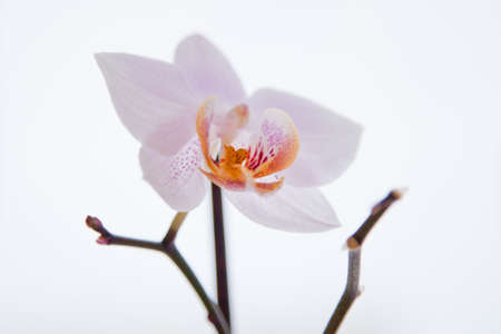 Beauty orchid flower. Isolated image.の写真素材