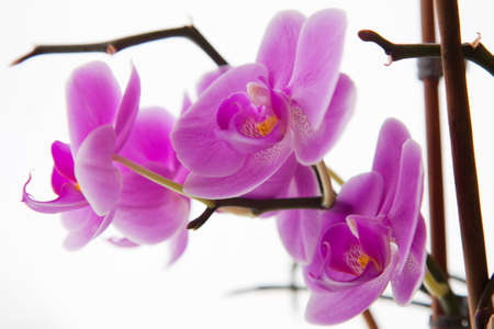 Beauty orchid flower. Isolated image.の写真素材