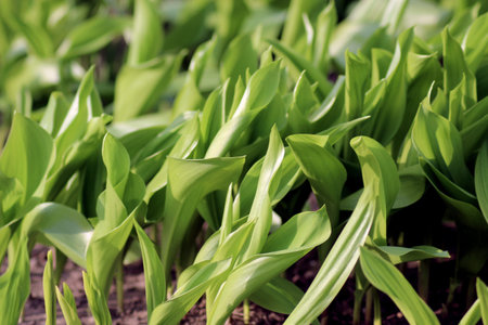 Lily of the Valley May