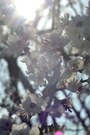 flowering apricot tree in springの写真素材