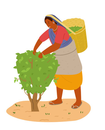 Indian Woman Picking Tea Leaves. Hand Drawn Vector Illustration. Isolated On White.のイラスト素材