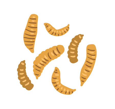 Black soldier fly vector illustration isolated on white. Edible insects.のイラスト素材