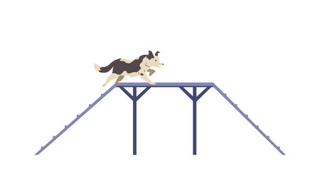 Border collie Dog training on agility field flat vector illustration. Dog passing boarder slide. isolated.のイラスト素材